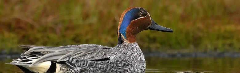 Una cerceta pardilla está tumbada en aguas poco profundas de un lago.