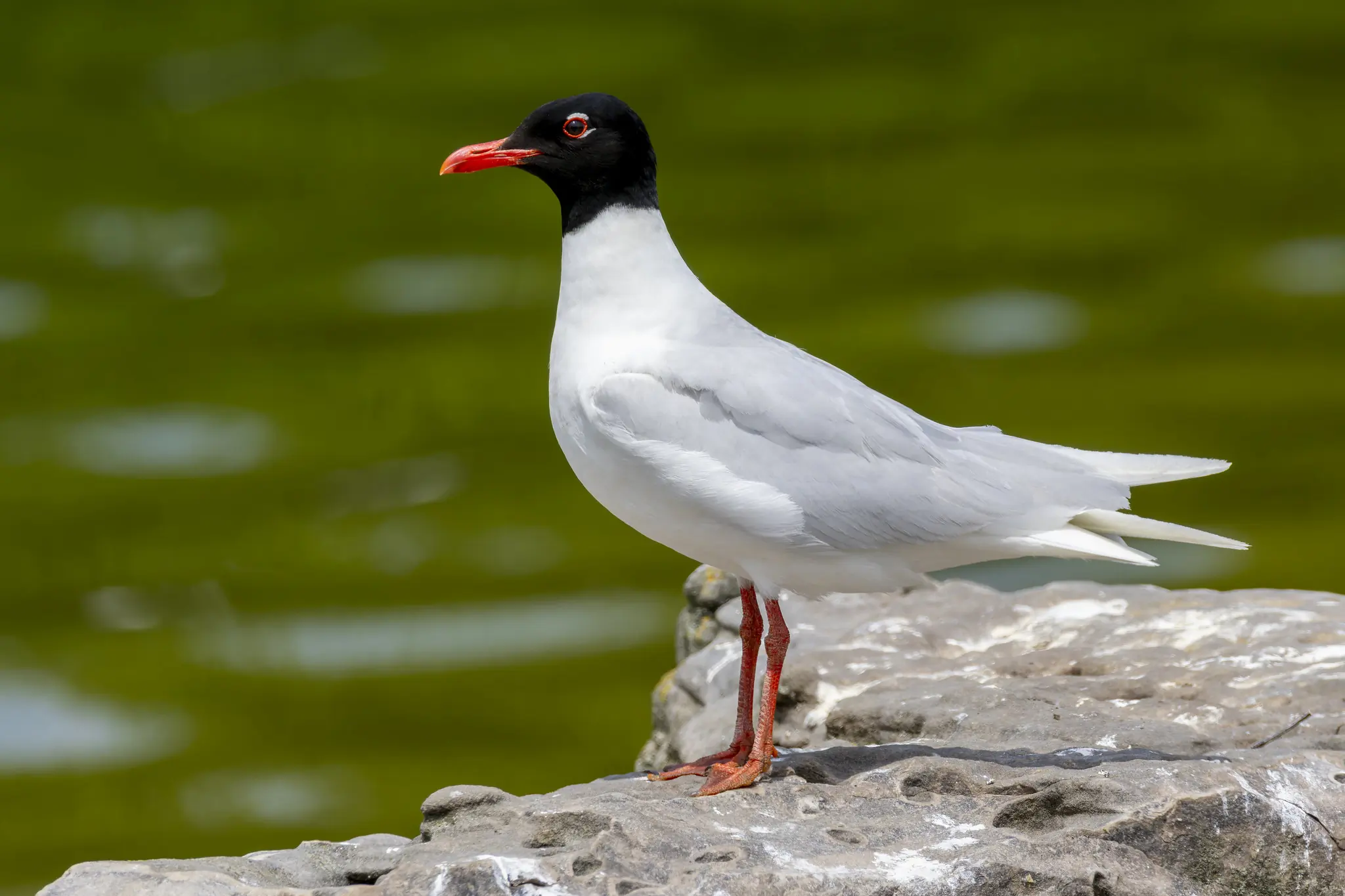 Gaviota Cabecinegra