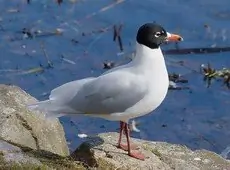Gaviota Cabecinegra