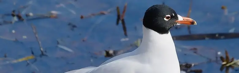 Gaviota Cabecinegra. Visto aquí de pie sobre una roca al borde del agua. En plumaje de verano con la cabeza negra.