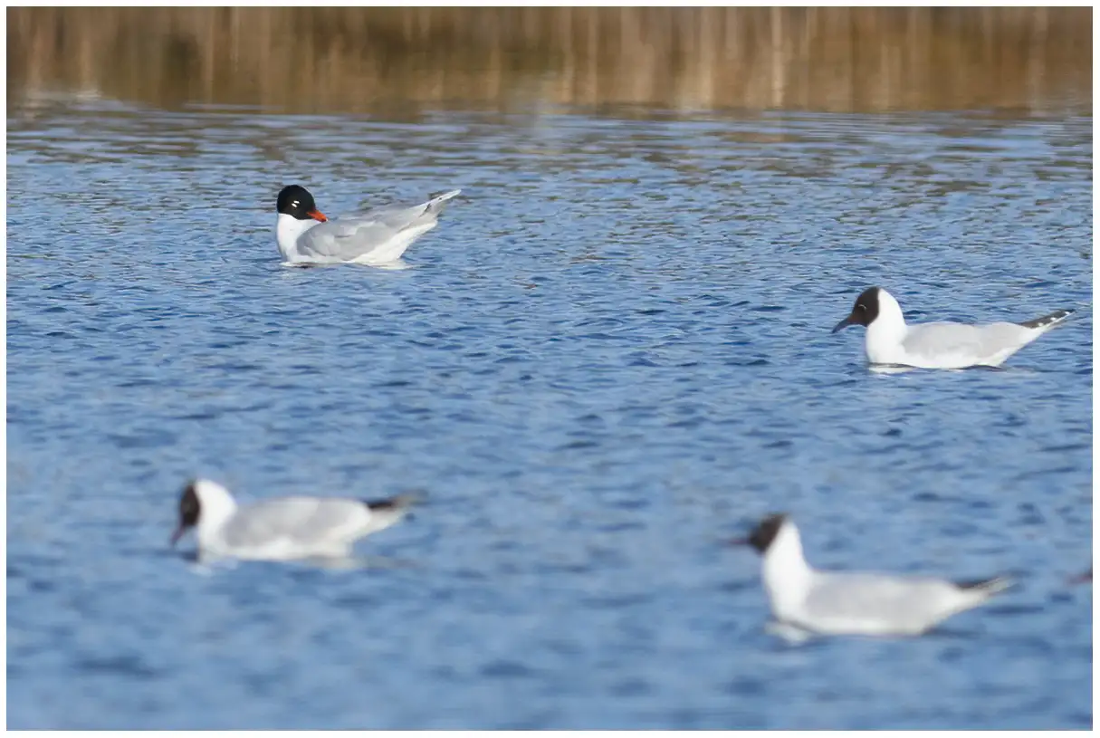 Gaviota Cabecinegra