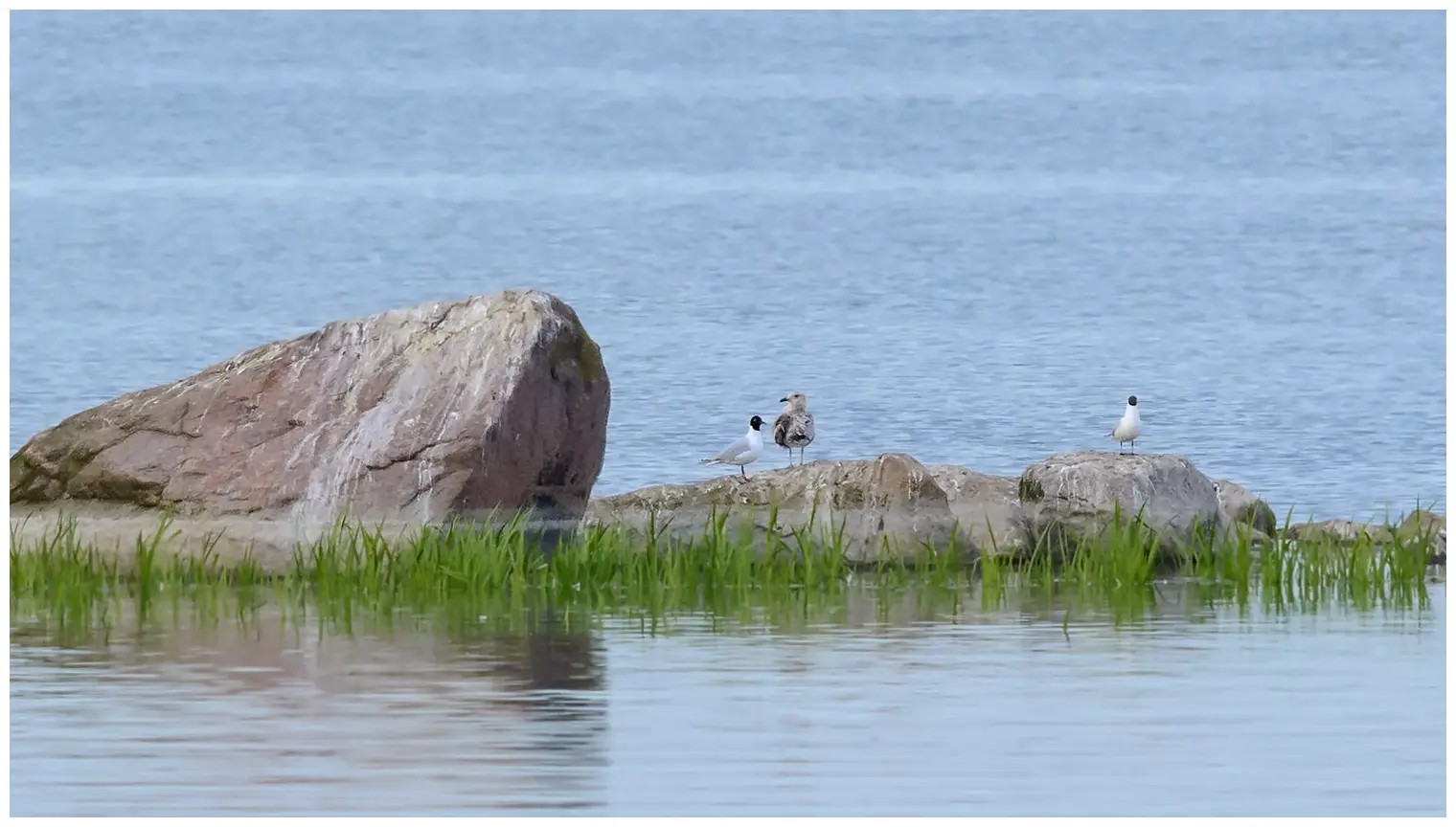Gaviota Cabecinegra