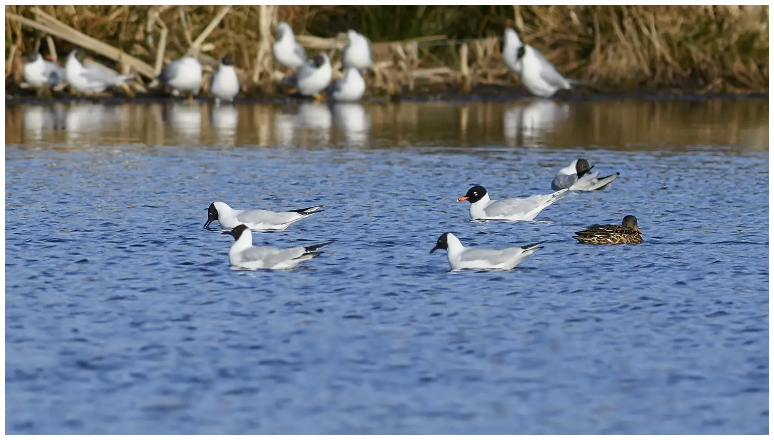 Gaviota Cabecinegra