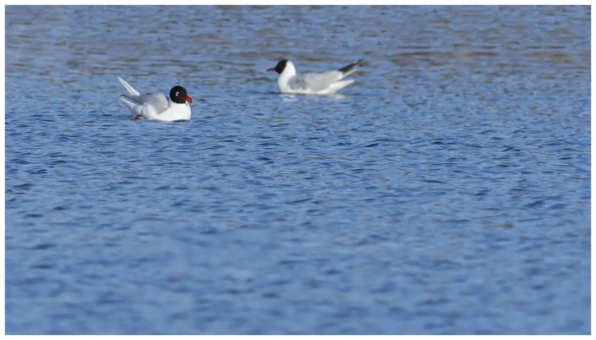 Gaviota Cabecinegra