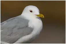 Gaviota cana