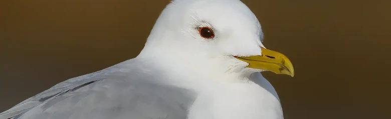 Gaviota cana. Primer plano de la cabeza. Expresión facial suave. Cabeza redonda y pico corto y fino.