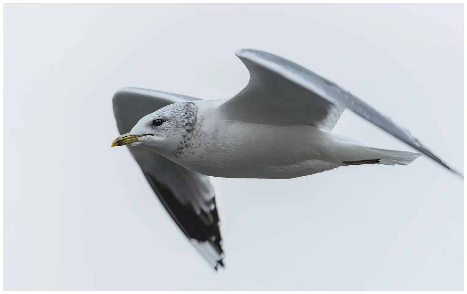 Gaviota cana