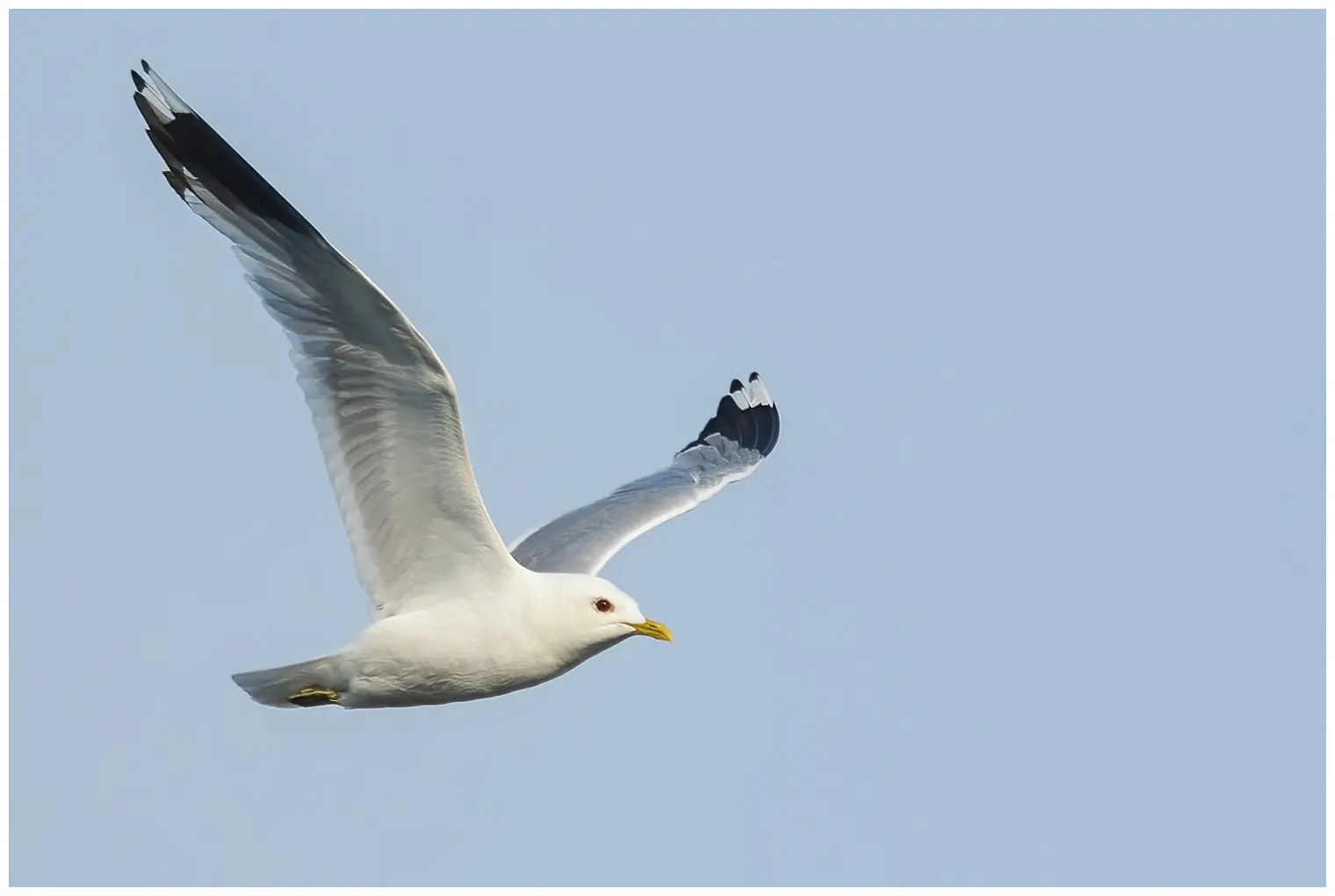 Gaviota cana