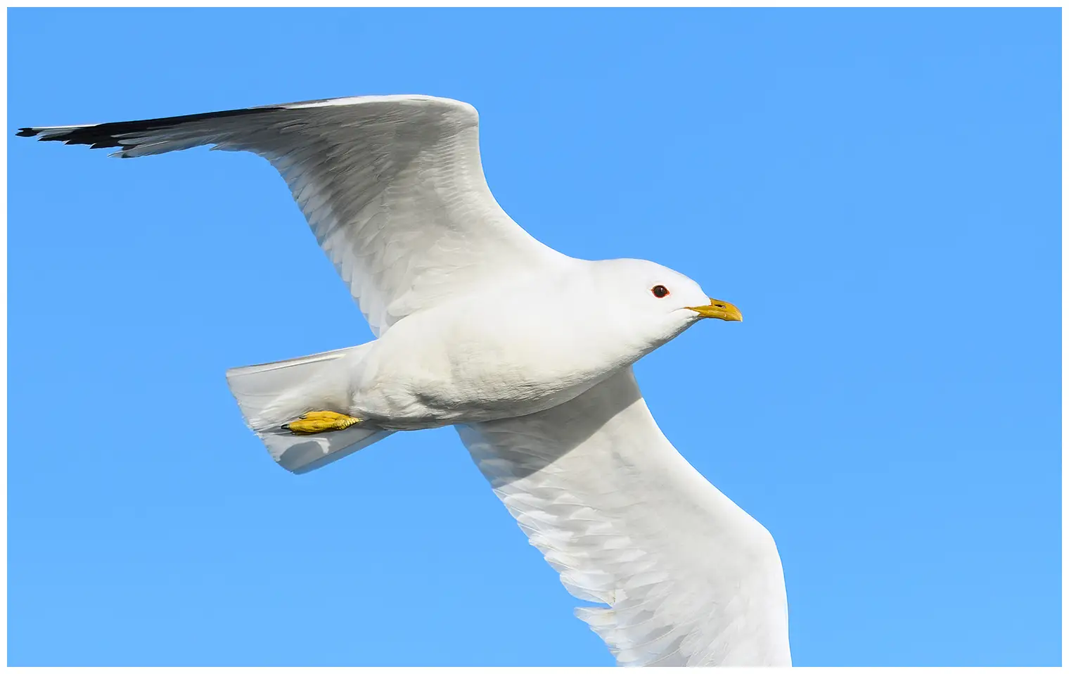 Gaviota cana