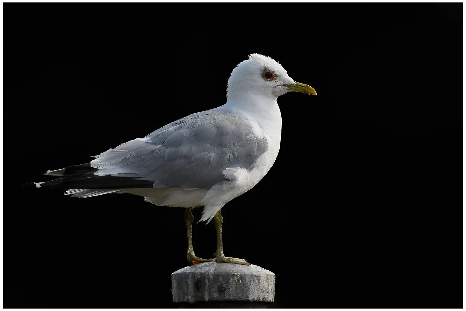 Gaviota cana