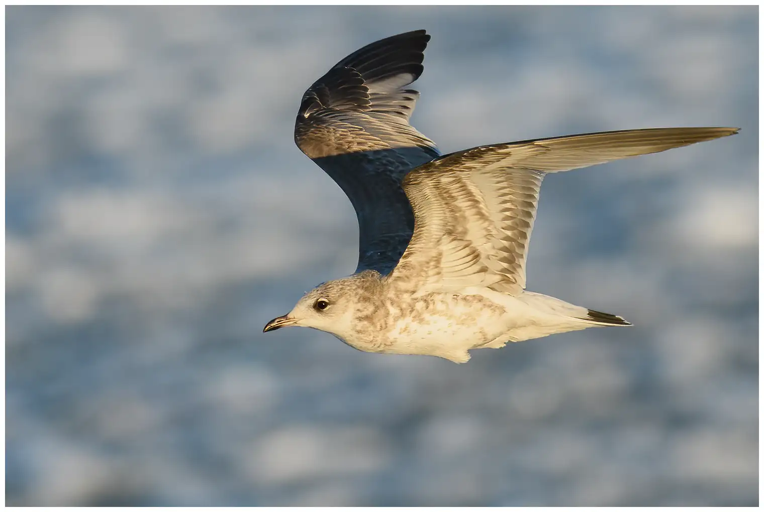 Gaviota cana