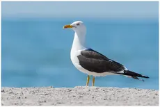 Gaviota Sombría