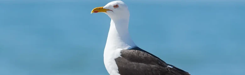 Gaviota Sombría. Parado en la arena junto al agua. Alas y dorso negros, patas amarillas y mancha roja en la parte inferior del pico.