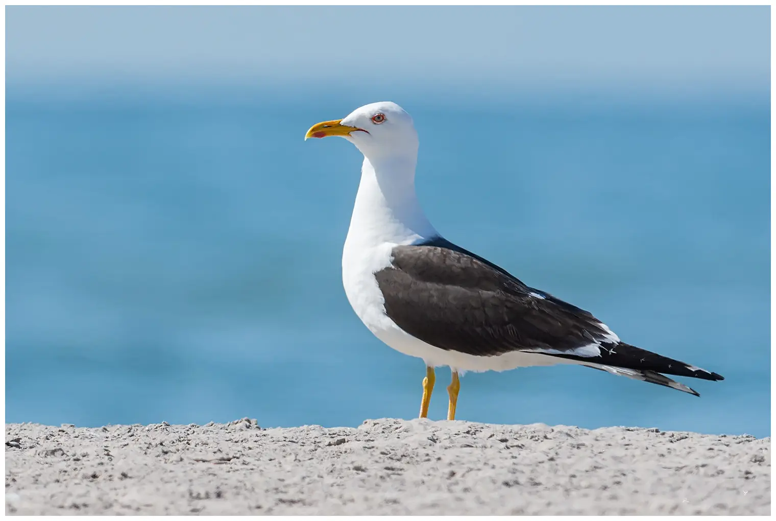 Gaviota Sombría. Parado en la arena junto al agua. Alas y dorso negros, patas amarillas y mancha roja en la parte inferior del pico.