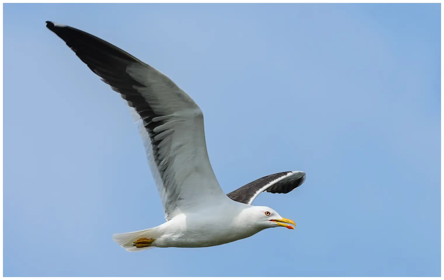 Gaviota Sombría