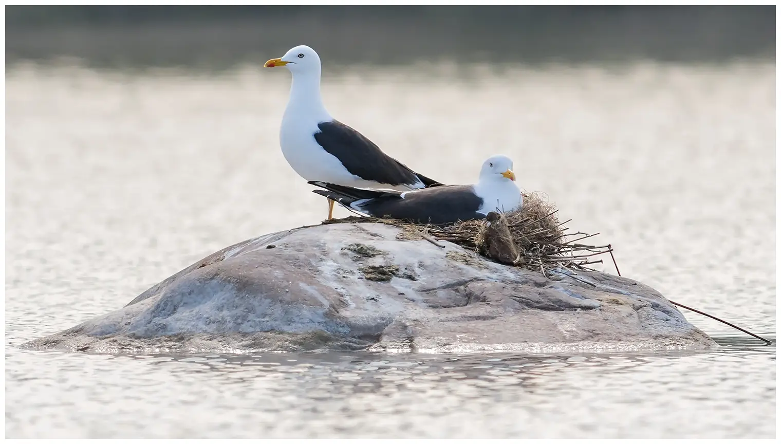 Gaviota Sombría
