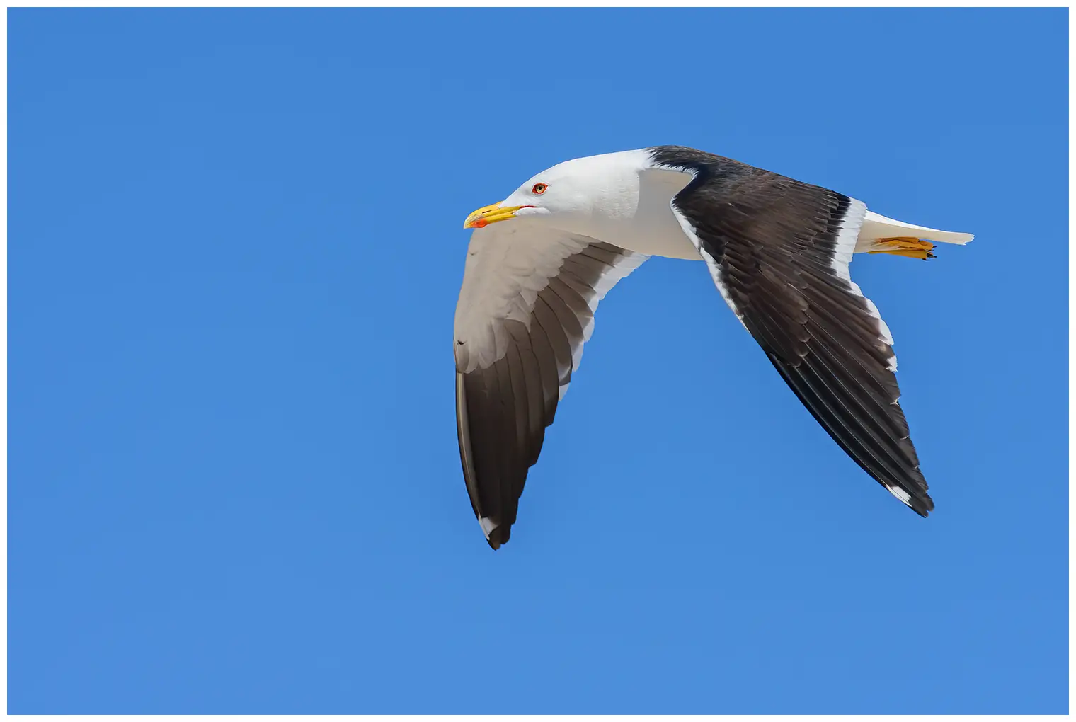 Gaviota Sombría