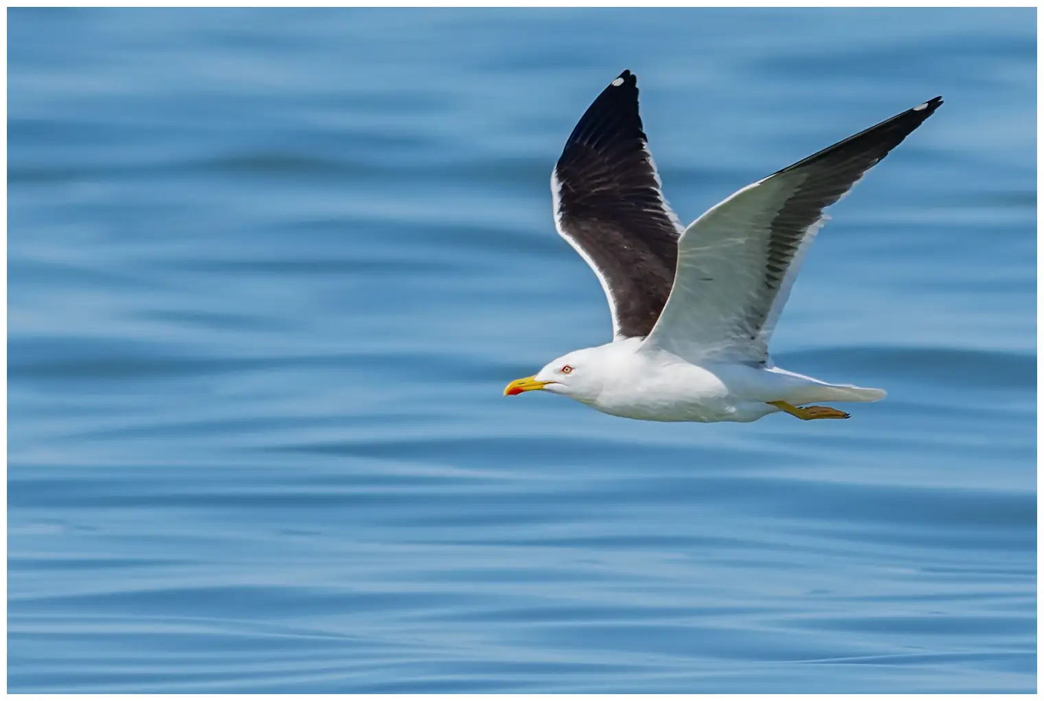 Gaviota Sombría