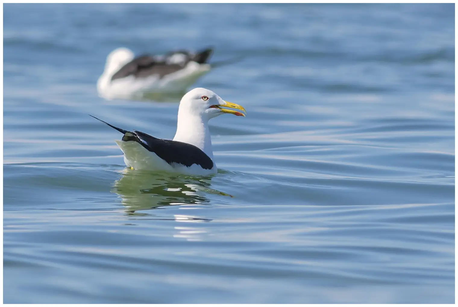 Gaviota Sombría