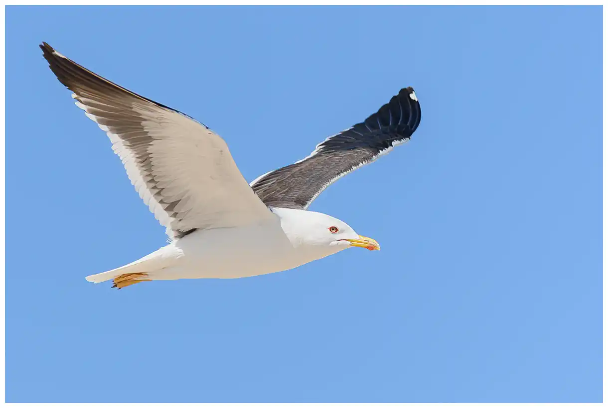 Gaviota Sombría