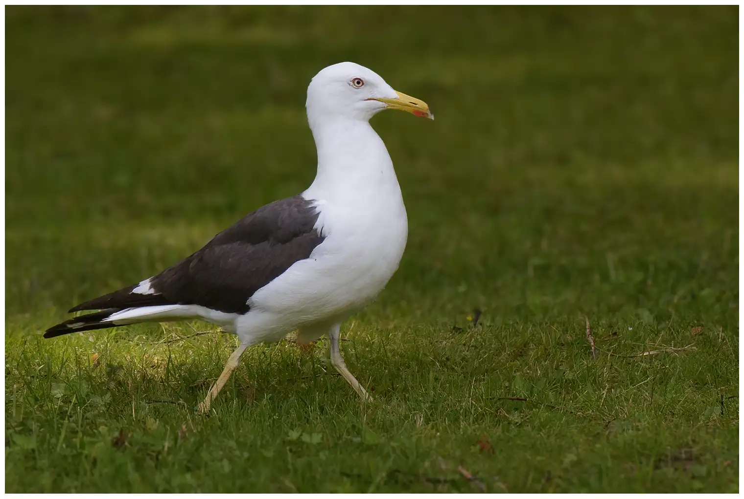Gaviota Sombría