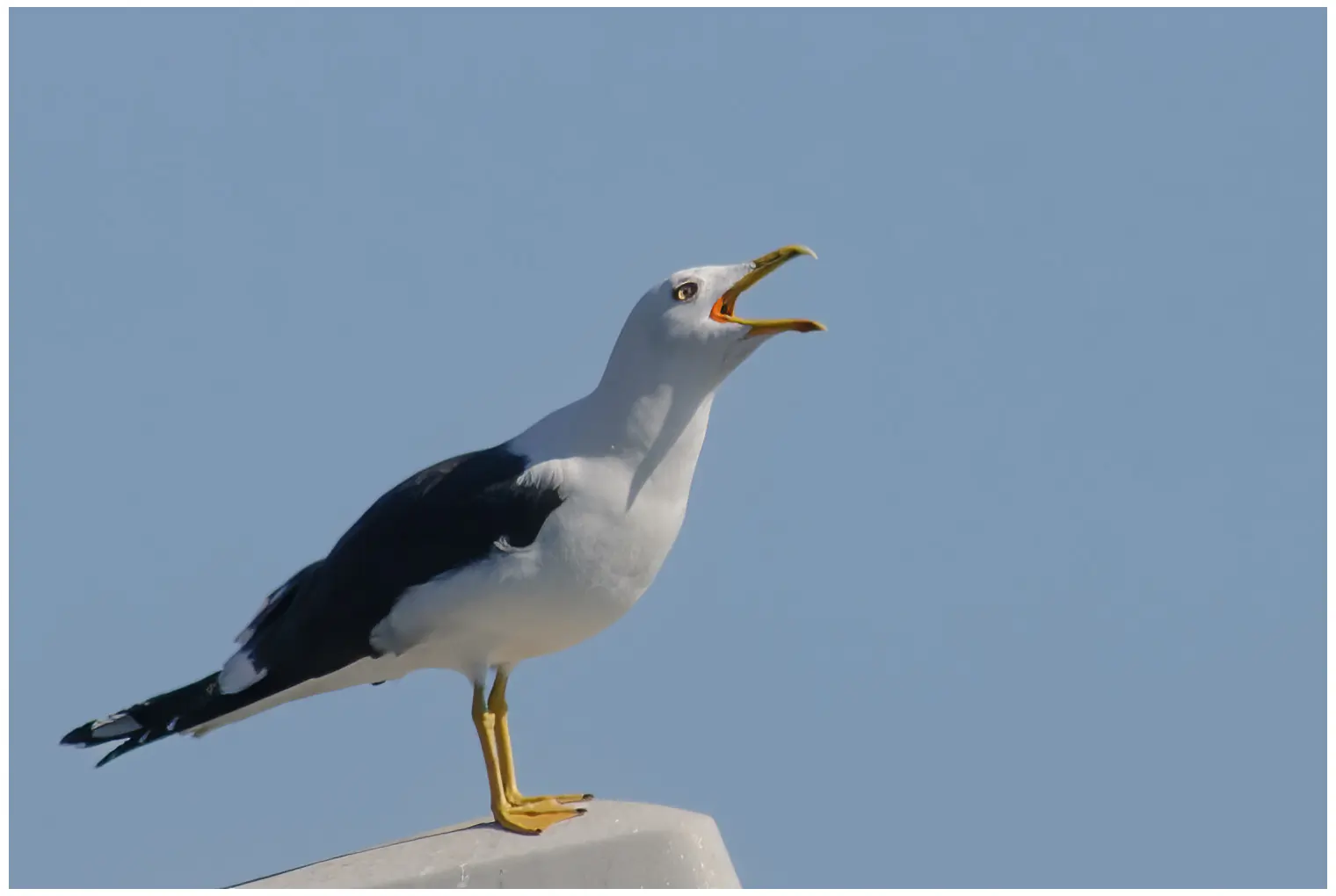 Gaviota Sombría