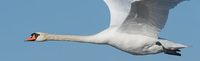 Un Cisne vulgar volador surca el aire con las alas apuntando hacia arriba.