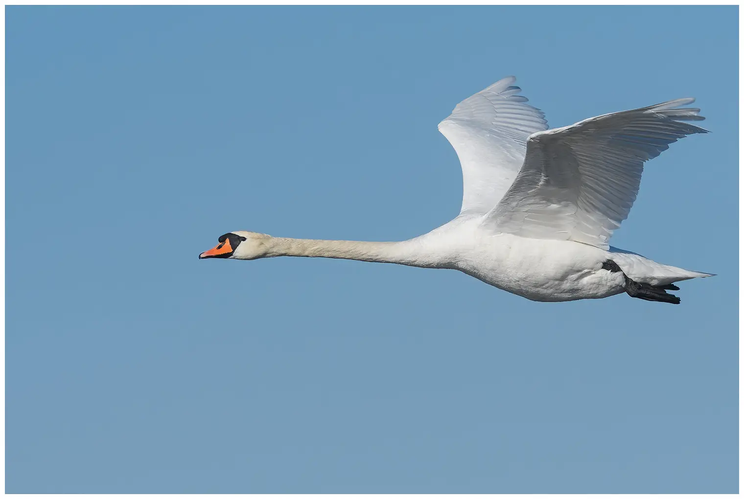 Un Cisne vulgar volador surca el aire con las alas apuntando hacia arriba.