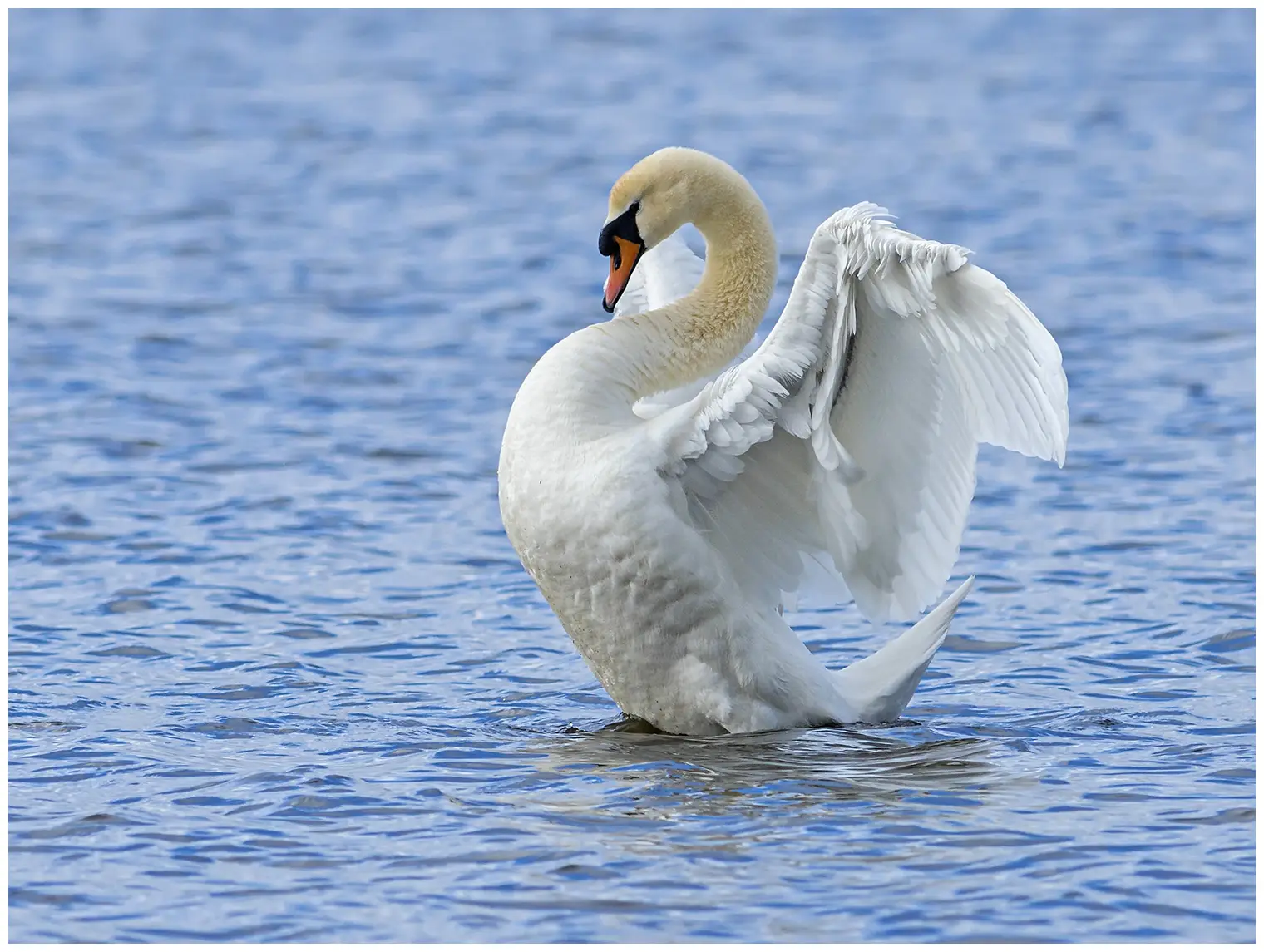 Cisne vulgar