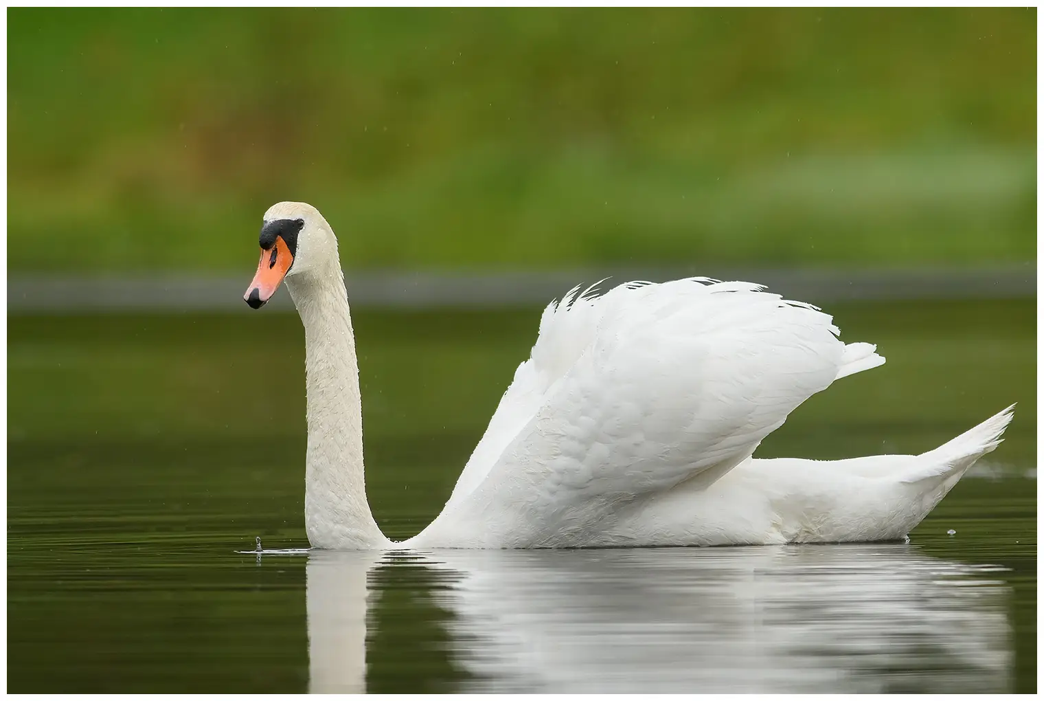 Cisne vulgar