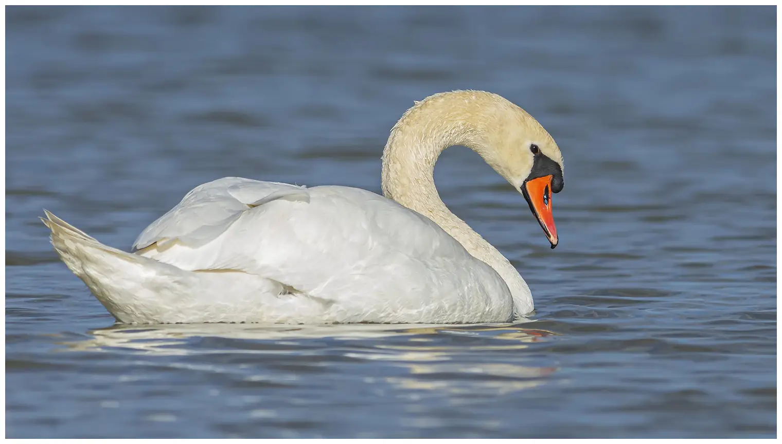 Cisne vulgar