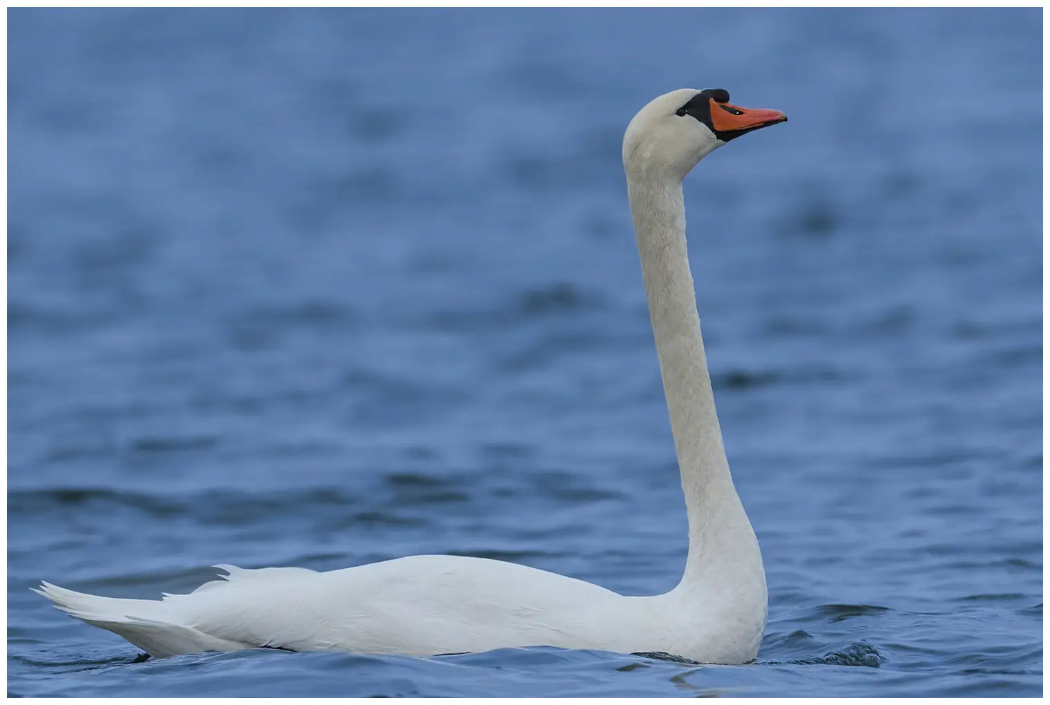 Cisne vulgar
