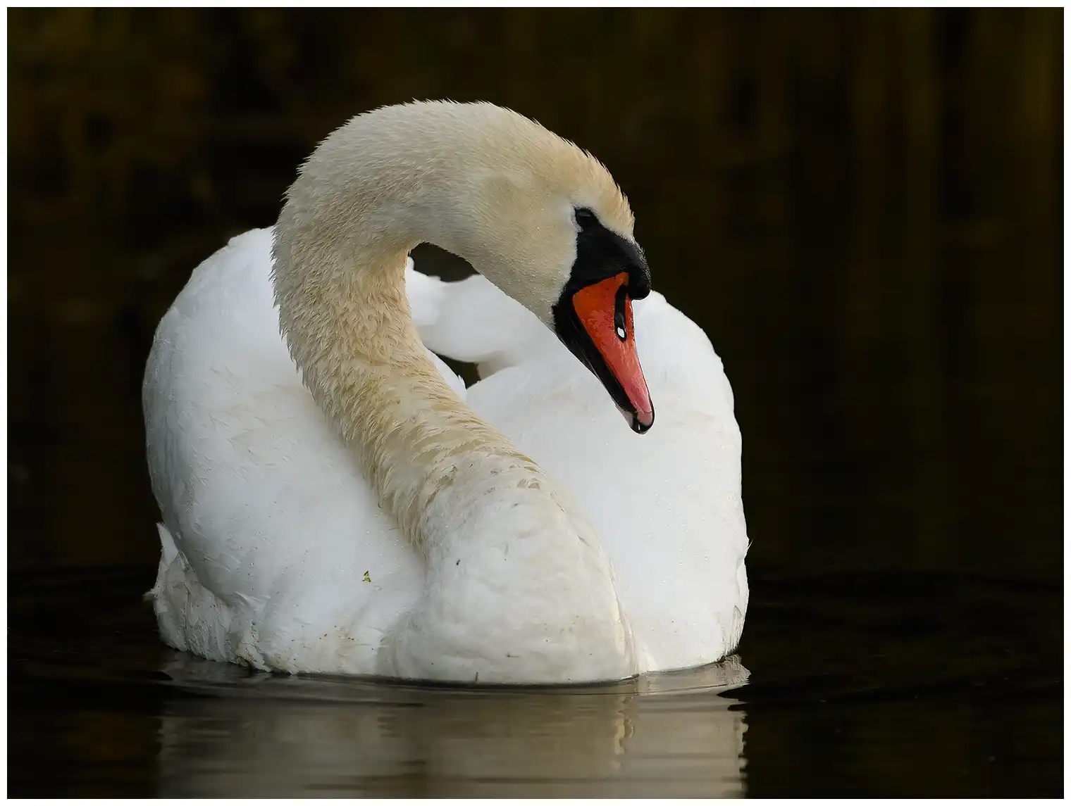 Cisne vulgar