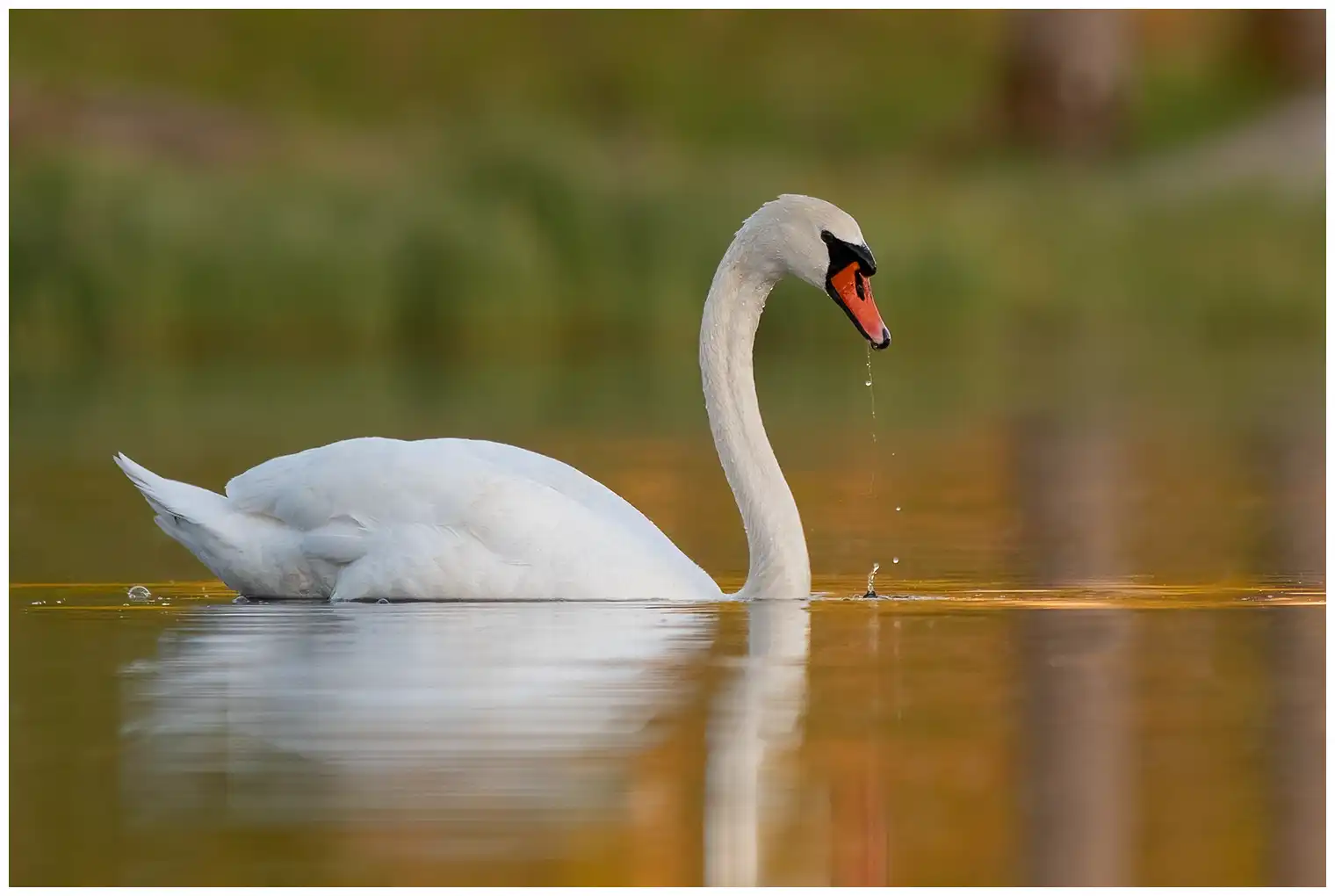 Cisne vulgar