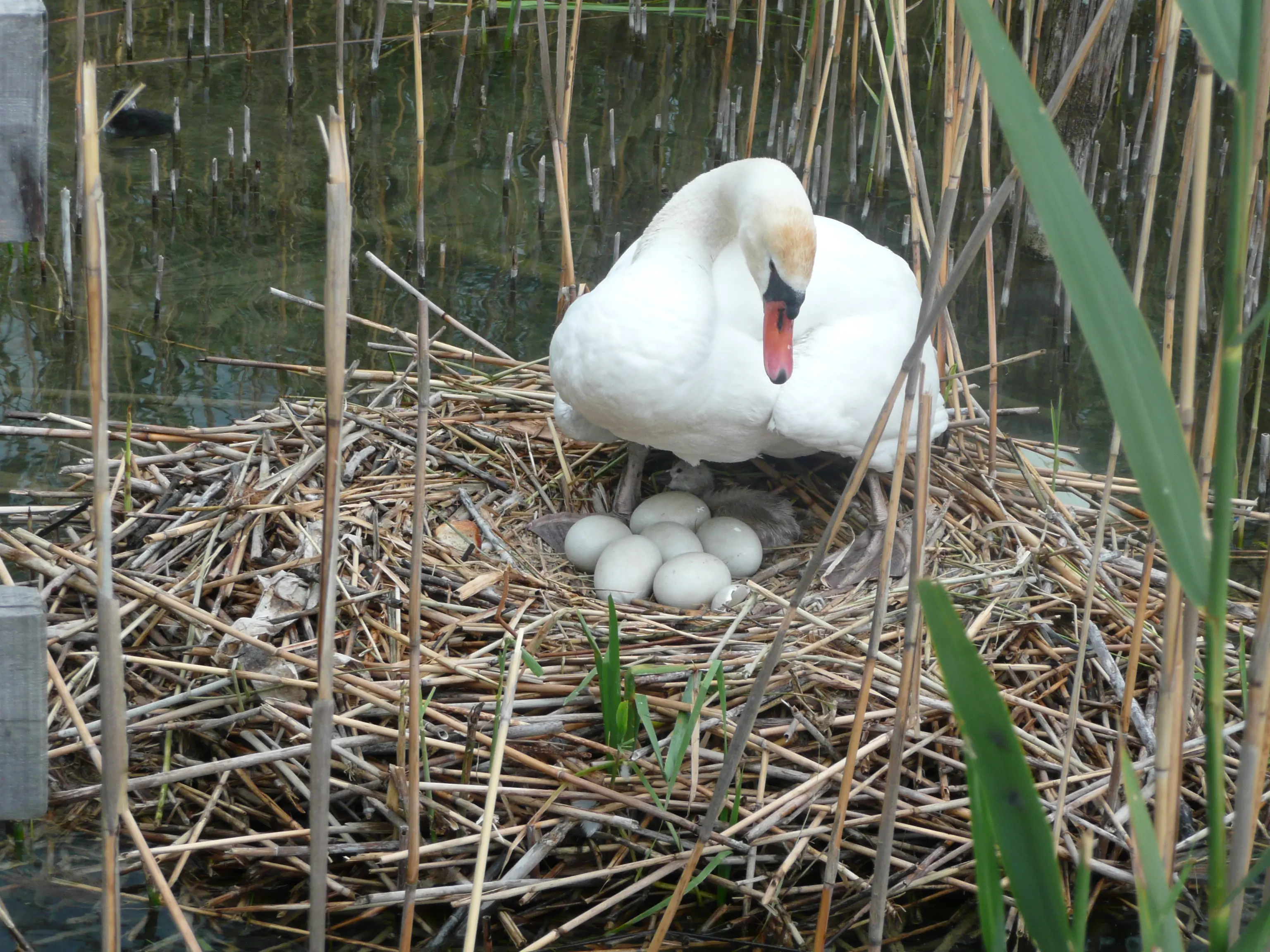 Cisne vulgar