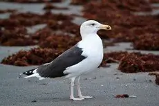 Gavión Atlántico
