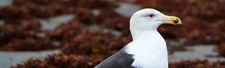 Gavión Atlántico. En la playa rodeada de algas. La especie de gaviota más grande y pesada del mundo. Parte superior gris-negra y patas color carne.