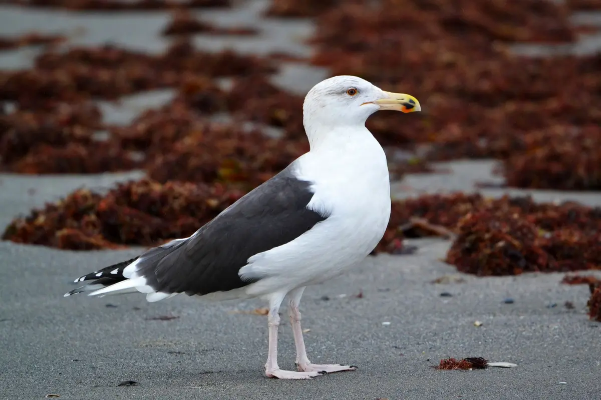 Gavión Atlántico. En la playa rodeada de algas. La especie de gaviota más grande y pesada del mundo. Parte superior gris-negra y patas color carne.