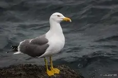 Gaviota Patiamarilla