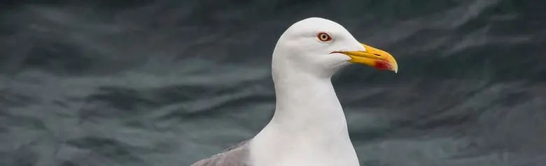Gaviota Patiamarilla. De pie sobre una roca cerca del agua.