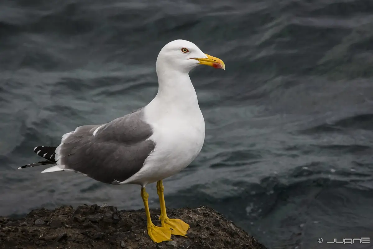 Gaviota Patiamarilla. De pie sobre una roca cerca del agua.