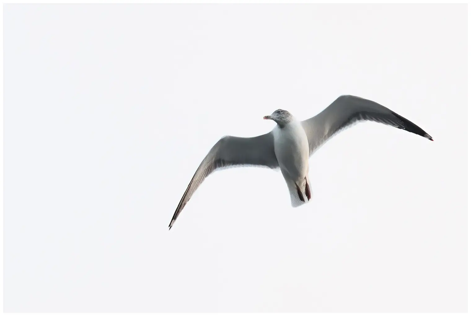 Gaviota Patiamarilla