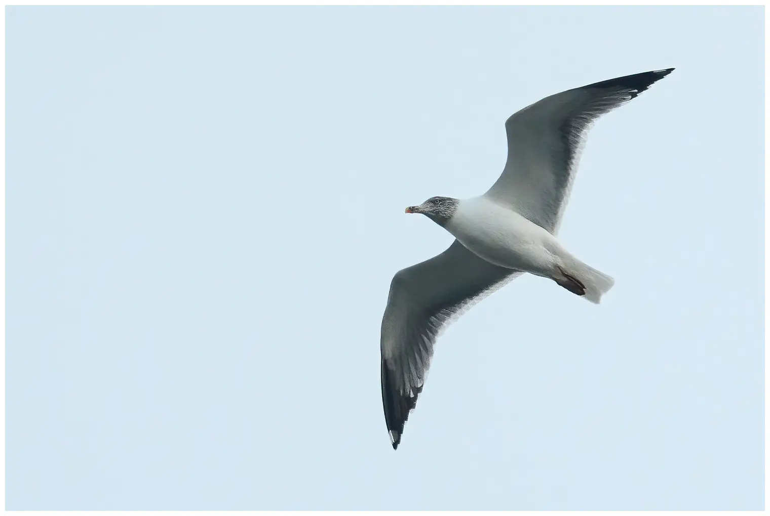 Gaviota Patiamarilla
