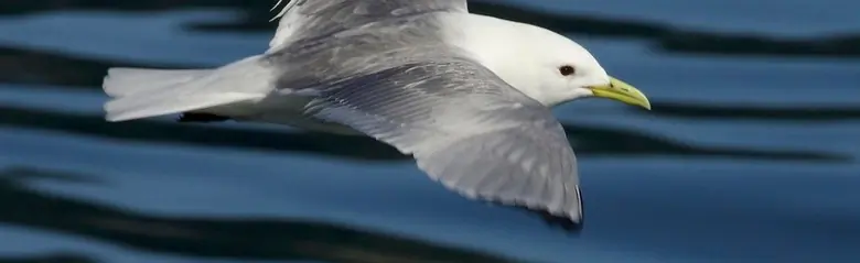 Gaviota Tridáctila. Volando sobre el agua. La parte superior de las alas es gris, pero las puntas de las alas son completamente negras. Las patas son negras y el pico amarillo.