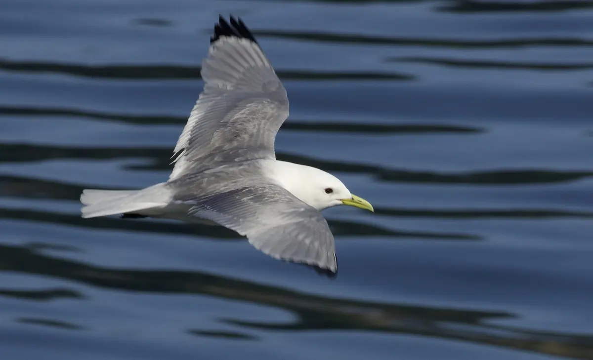 Gaviota Tridáctila. Volando sobre el agua. La parte superior de las alas es gris, pero las puntas de las alas son completamente negras. Las patas son negras y el pico amarillo.