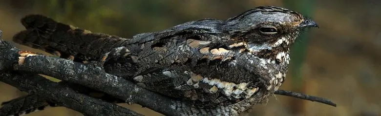 Chotacabras Europeo. En una rama, bien camuflado por su plumaje gris-marrón. Durante el día permanece inmóvil y duerme.