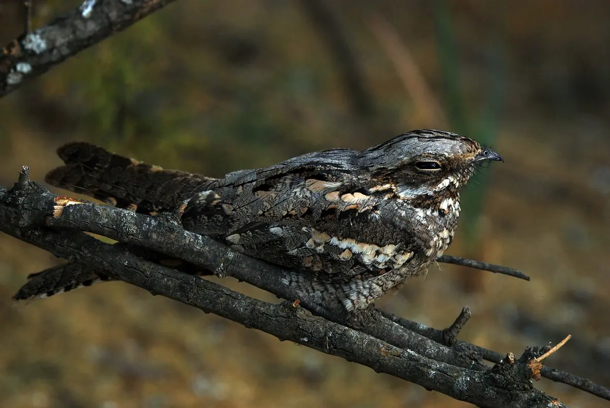 Chotacabras Europeo. En una rama, bien camuflado por su plumaje gris-marrón. Durante el día permanece inmóvil y duerme.