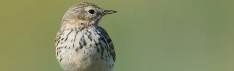 Bisbita Pratense. En el poste de una valla. Pequeño pájaro de rayas marrones, patas rojizas y vientre claro.