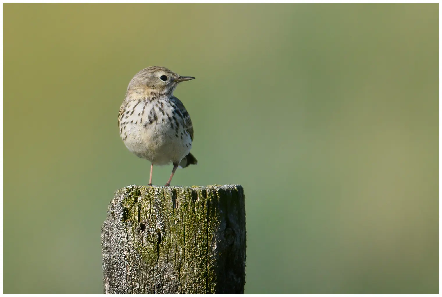 Bisbita Pratense. En el poste de una valla. Pequeño pájaro de rayas marrones, patas rojizas y vientre claro.