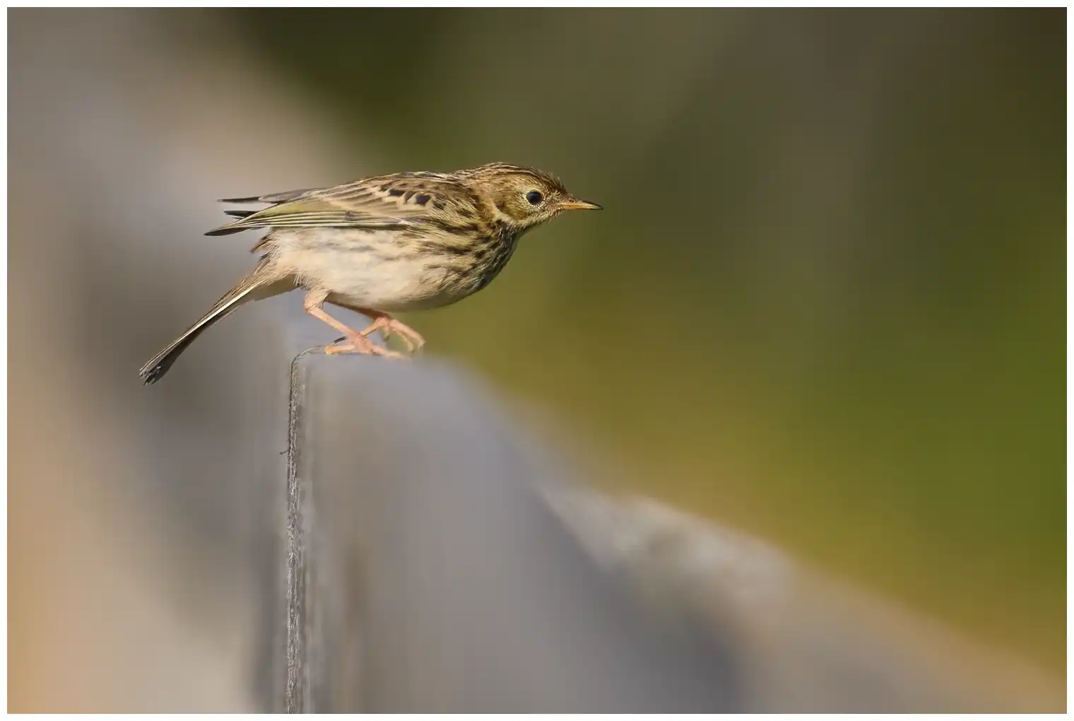 Bisbita Pratense